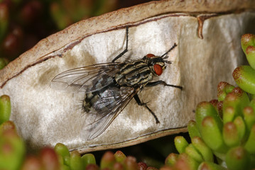Sarcophaga carnaria Graue Fleischfliege 16.05.2010 DE, LeverkusenSONY DSC