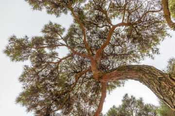 Japanese pine tree seen from bellow