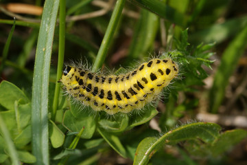 Zygaena filipendulae (LINNAEUS, 1758) Sechsfleck-Widderchen, Raupe 23.05.2010 DE, Fuchskaute, WesterwaldSONY DSC