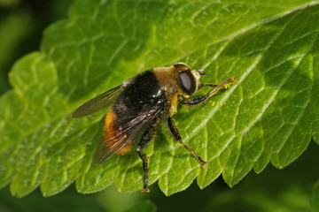 Volucella bombylans Hummel-Waldschwebfliege 22.05.2010 DE, LeverkusenSONY DSC