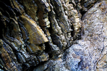bark of a tree