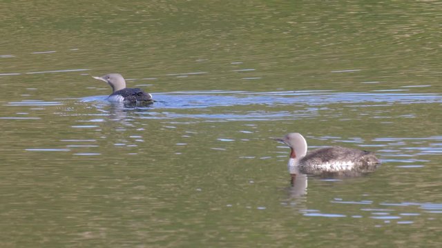 Red throated diver in lake, Western Fjords , Iceland