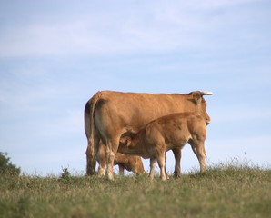 veau limousin tétant sous sa mère © Patryssia
