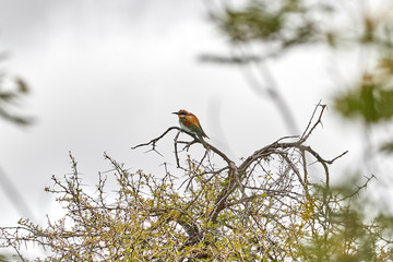 European Bee-eater on a branch in South Africa