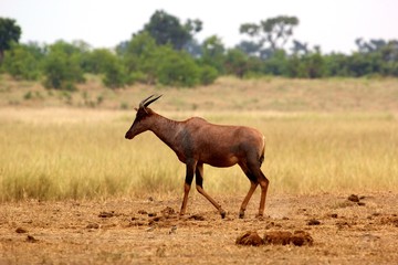Tsessebe are the fastest antelope in the bushveld of Africa. They can reach a running speed of up to 80 kilometres per hour.