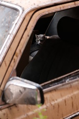 a cat in the car