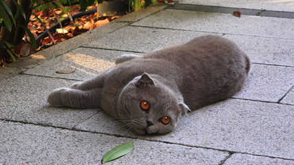 Funny fat persian cat with orange eyes lying on the sidewalk