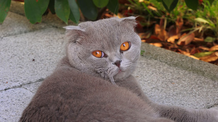 Portrait of a funny Persian cat with orange eyes