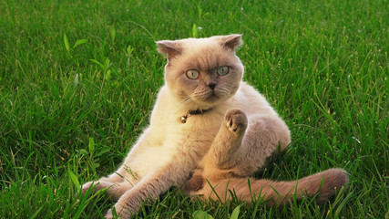 Funny persian gray cat with blue eyes on the green grass