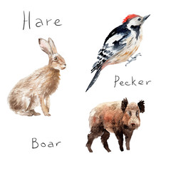 watercolor drawings of forest animals: hare, rabbit, woodpecker, wild boar