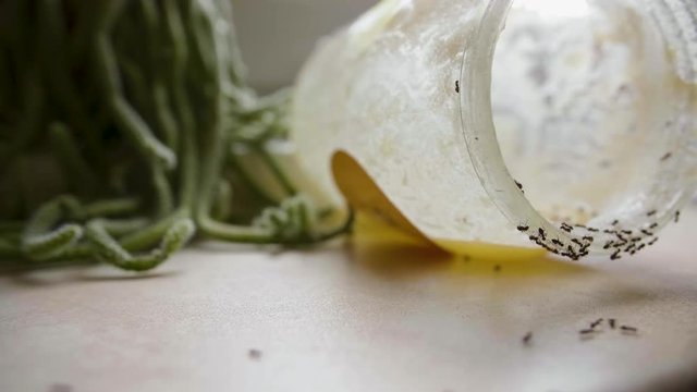 Ants eat the sweet honey from jar in the kitchen in summer day