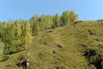   Early morning in the mountains of Altai Krai. Western Siberia 