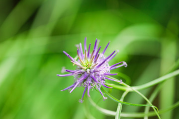 Makro lila Blüte