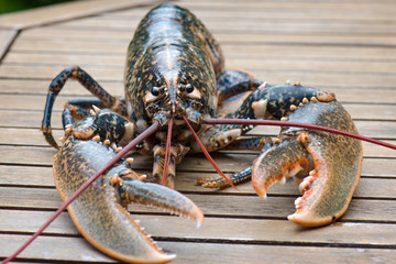 homard lobster