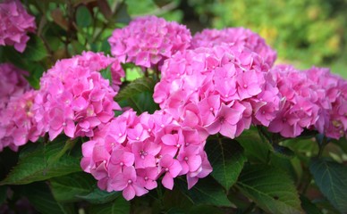 Fototapeta premium grand hortensia rose ,floraison estivale dans le jardin