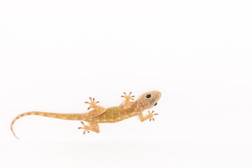 Tokay gecko, Gekko on white ceiling