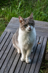 young cat with gray and white coat
