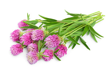 Clover or trefoil flower medicinal herbs isolated on white background