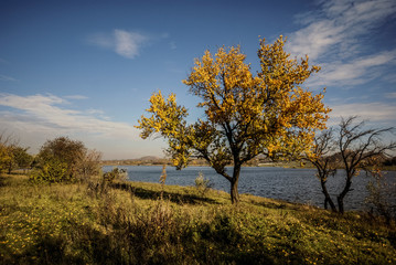 Fototapeta na wymiar Autumn nature river shore landscape. Autumn forest river tree branches. Autumn rural river view