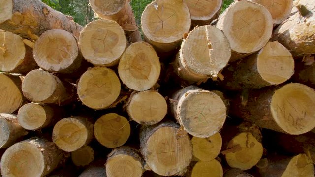 Closeup of felled and stacked tree trunks with the cut edge to the viewer