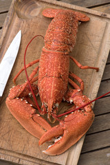 lobster homard cuit