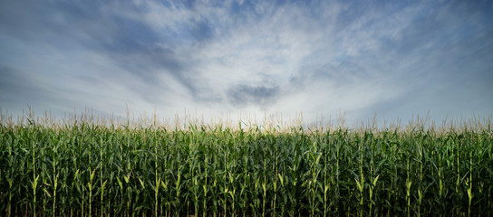 Corn Field ready to be Harvested - obrazy, fototapety, plakaty