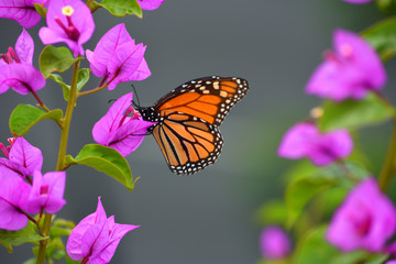 Monarch Butterfly on Pink Bougainvillea plant.