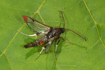 Synanthedon formicaeformis (ESPER, 1783) Weiden-Glasflügler 2010:06:26 16:28:06 DE, Leverkusen-OpladenSONY DSC
