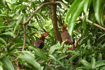 Free range chicken rooster sitting on a mango tree