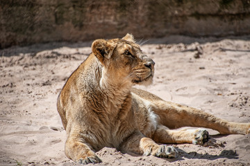 lioness laying on the ground in sun