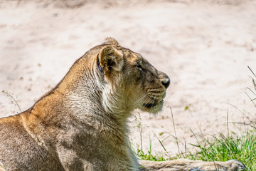 portrait view of a female lioness head
