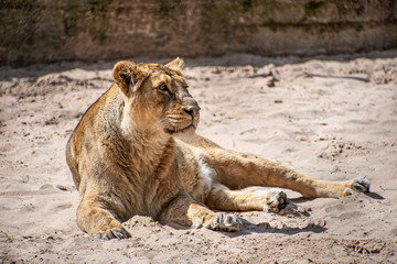 Fototapeta premium lioness laying on the ground in sun
