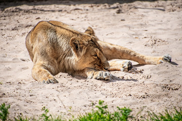 lioness laying on the ground in sun