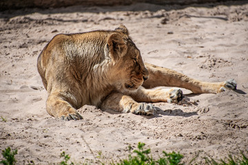 lioness laying on the ground in sun