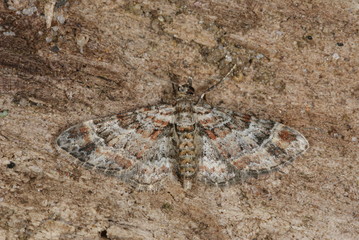 Gymnoscelis rufifasciata (HAWORTH, 1809) Rotgebänderter Blütenspanner 14.08.2010 DE, Groß Schwansee (Ostsee)