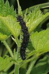 Aglais io (LINNAEUS, 1758) Tagpfauenauge, Raupe 2010:06:27 13:15:52 DE, Leverkusen-OpladenSONY DSC
