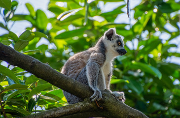 Ring tailed Lemur sitting in a tree