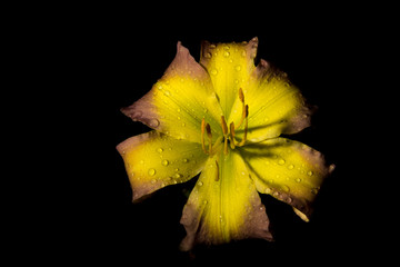 yellow daylily after rain, on a black background, isolate, studio
