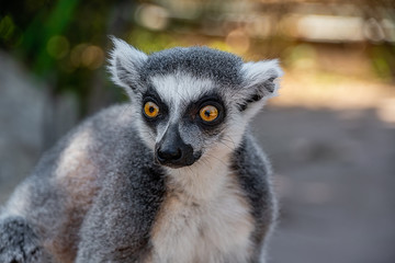 portrait view of a ring tailed lemurs head