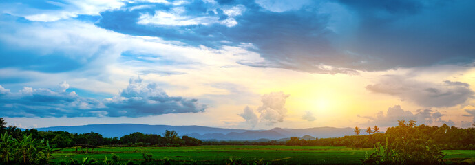 Green rice seedlings in a paddy rice field with beautiful sky and cloud