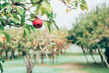 Apple picking on a foggy morning in Northern California - obrazy, fototapety, plakaty