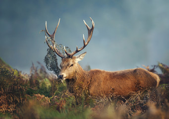 Red deer stag during rutting season on a misty autumn morning