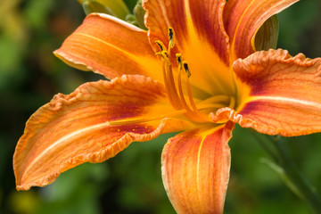 Daylily bud close up in the garden