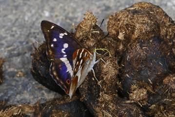 Apatura iris (LINNAEUS, 1758) Großer Schillerfalter 03.07.2010 DE, Haan-GruitenSONY DSC