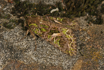 Trachea atriplicis (LINNAEUS, 1758) Meldeneule 09.07.2010 DE, Haan (Rheinland), Grube 10SONY DSC