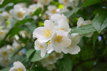 Obraz premium Jasmine flowers close up. Jasmine blooming.