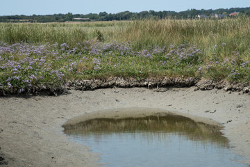 mare havre st germain sur ay plantes halophiles