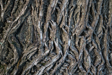 Bark of a tree. Wooden background. Grey wooden texture.