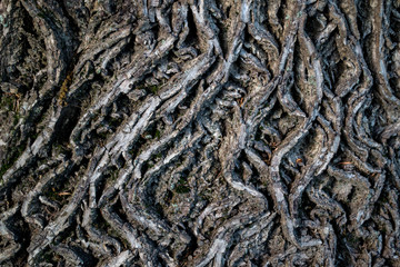 Bark of a tree. Wooden background. Grey wooden texture.