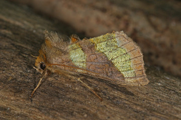Diachrysia chrysitis (LINNAEUS, 1758) Messingeule 24.08.2010 DE, Opladen, LeverkusenSONY DSC